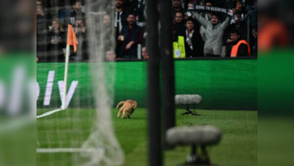 Champions League: UEFA charges Besiktas after cat invades pitch during last-16 clash against Bayern Munich