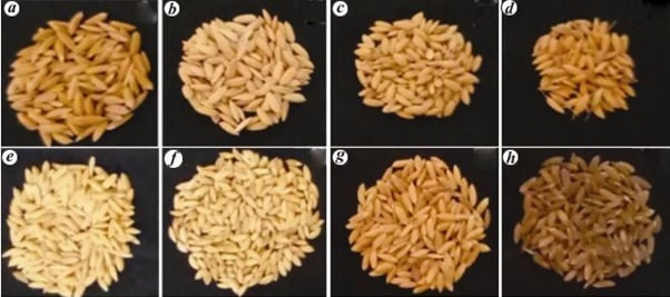 Rice image by India Science Wire. 