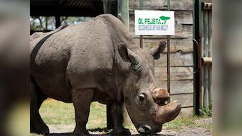 World's last male northern white rhino dead; 45-year-old Sudan stole many hearts with his dignity and strength