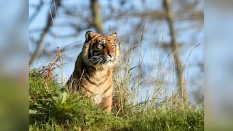 Indonesian villagers disembowel endangered Sumatran tiger, hang 'supernatural' creature from ceiling