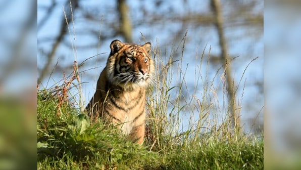 Could designated safari enclosures for tiger spotting take tourist pressure off India's wildlife parks?