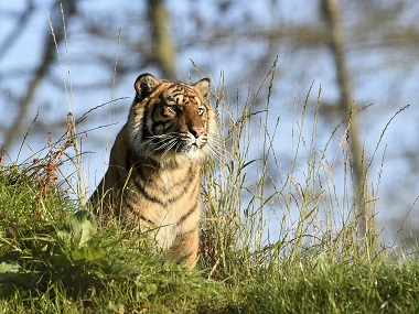 Two tigers killed in separate incidents in Rajasthan's Sariska, Ranthambore reserves in two days Two tigers killed in separate incidents in Rajasthan's Sariska, Ranthambore reserves in two days