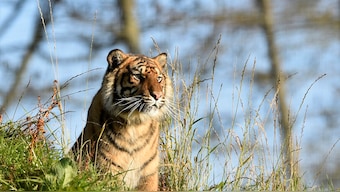 World Tiger Day: With the largest tiger population, India still has a long way ahead