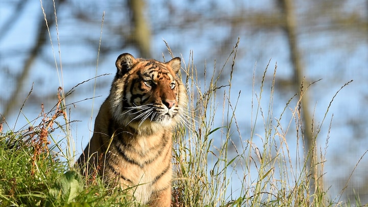 Last Royal Bengal tigers native to the Sunderbans may not survive climate change