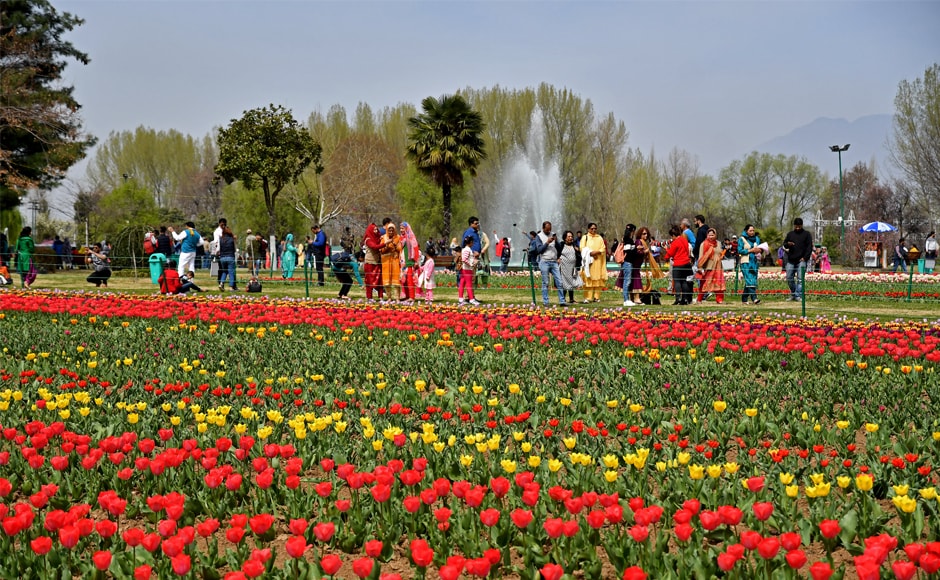 Visitors throng Asia's largest tulip garden in Srinagar; more than 12 lakh tulips in various hues sown