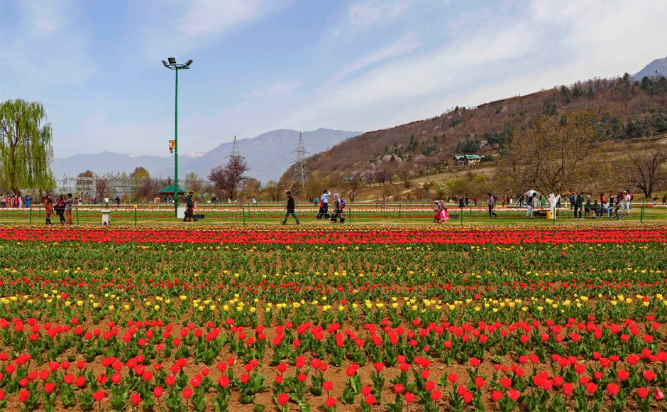 Visitors throng Asia's largest tulip garden in Srinagar; more than 12 lakh tulips in various hues sown