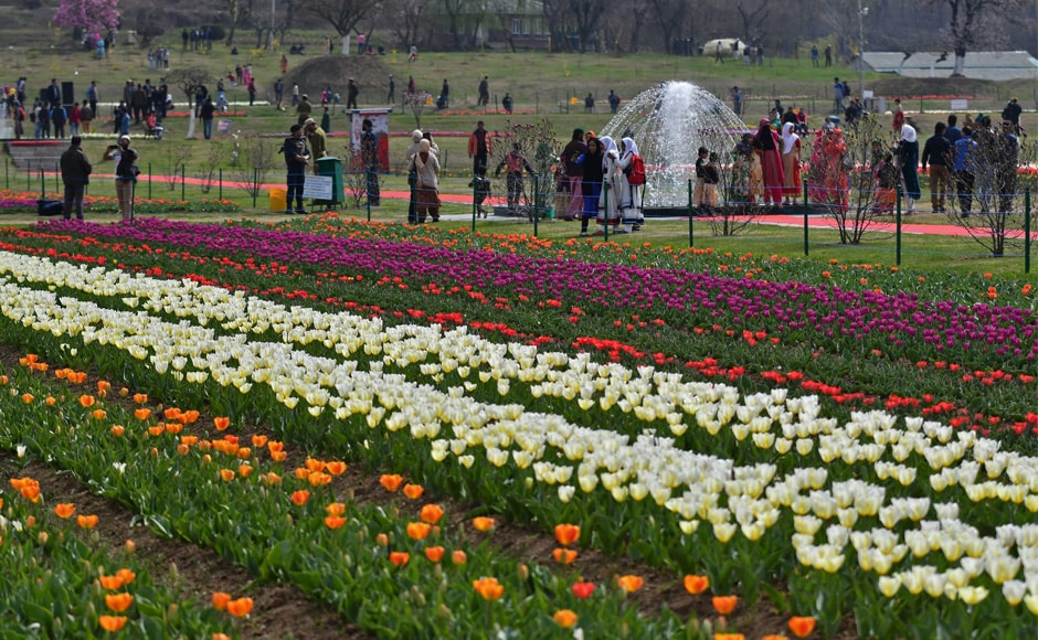 Visitors throng Asia's largest tulip garden in Srinagar; more than 12 lakh tulips in various hues sown