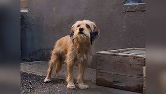 Benji movie review: Simplicity and warmth of Brandon Camp's film makes the adorable dog a protagonist to root for