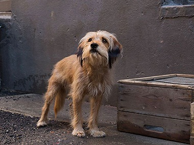 Benji movie review: Simplicity and warmth of Brandon Camp's film makes the adorable dog a protagonist to root for Benji movie review: Simplicity and warmth of Brandon Camp's film makes the adorable dog a protagonist to root for