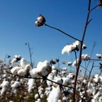 More than 570,000 Uighurs forced to pick cotton in China's Xinjiang region: Report