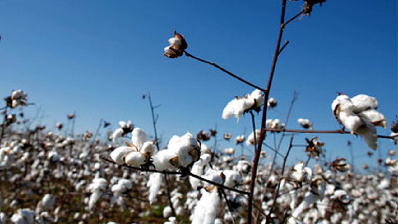 More than 570,000 Uighurs forced to pick cotton in China's Xinjiang region: Report More than 570,000 Uighurs forced to pick cotton in China's Xinjiang region: Report