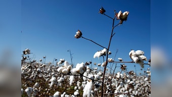 After widespread damage to Maharashtra's cotton farms, pink bollworm now causes skin problems for farmers