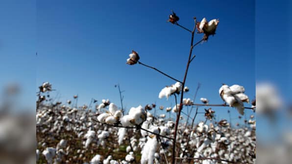 After widespread damage to Maharashtra's cotton farms, pink bollworm now causes skin problems for farmers