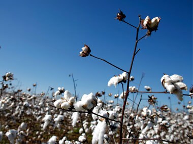 After widespread damage to Maharashtra's cotton farms, pink bollworm now causes skin problems for farmers