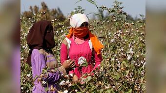Union minister says cotton production nearly doubled since Bt Cotton's introduction in 2002; facts show yields have stagnated