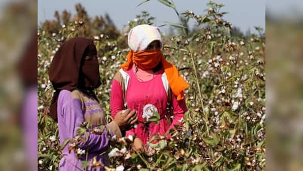Union minister says cotton production nearly doubled since Bt Cotton's introduction in 2002; facts show yields have stagnated