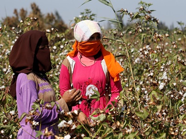 Union minister says cotton production nearly doubled since Bt Cotton's introduction in 2002; facts show yields have stagnated Union minister says cotton production nearly doubled since Bt Cotton's introduction in 2002; facts show yields have stagnated