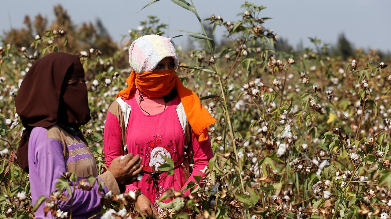 Big shock for cotton farmers : Union Budget