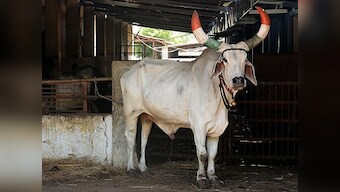 Yogi Adityanath govt completes one year: Not herd mentality, cow welfare needs real solutions