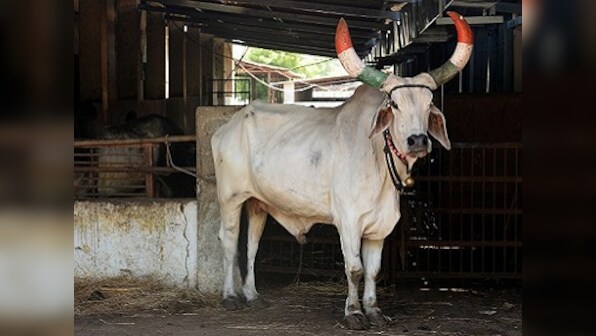 Yogi Adityanath govt completes one year: Not herd mentality, cow welfare needs real solutions