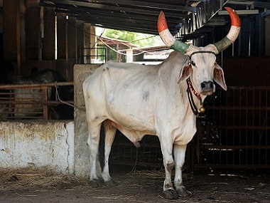 Uttar Pradesh to set up cow sheds for stray cattle; state to impose 'gau kalyan' cess on profitable corporations Uttar Pradesh to set up cow sheds for stray cattle; state to impose 'gau kalyan' cess on profitable corporations
