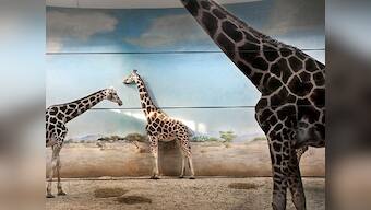 Giraffe Behind the Door is photographer Asmita Parelkar's compelling look at animals in captivity