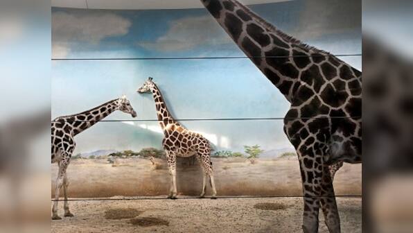Giraffe Behind the Door is photographer Asmita Parelkar's compelling look at animals in captivity