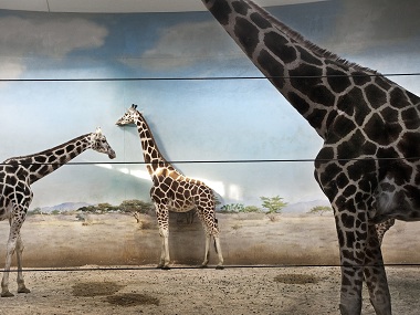 Giraffe Behind the Door is photographer Asmita Parelkar's compelling look at animals in captivity Giraffe Behind the Door is photographer Asmita Parelkar's compelling look at animals in captivity