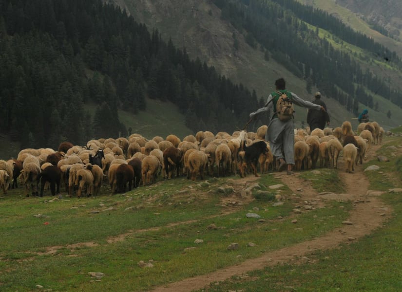 The Bakkarwals of Jammu and Kashmire. Image: Anita Sharma