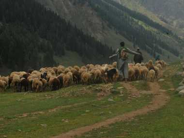 Neither Jammu, nor Kashmir: Bakarwals who’ve come into focus after the Kathua rape case need to be given citizenship Neither Jammu, nor Kashmir: Bakarwals who’ve come into focus after the Kathua rape case need to be given citizenship