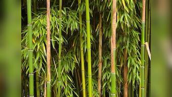 Cabinet approves restructured bamboo mission with outlay of Rs 1,290 cr