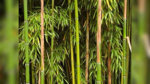 Cabinet approves restructured bamboo mission with outlay of Rs 1,290 cr