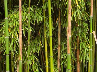 Cabinet approves restructured bamboo mission with outlay of Rs 1,290 cr Cabinet approves restructured bamboo mission with outlay of Rs 1,290 cr