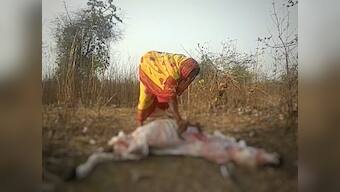 Dalit history month: Why the cattle-skinners of Bundelkhand are giving up their caste profession