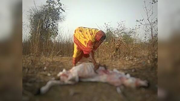 Dalit history month: Why the cattle-skinners of Bundelkhand are giving up their caste profession