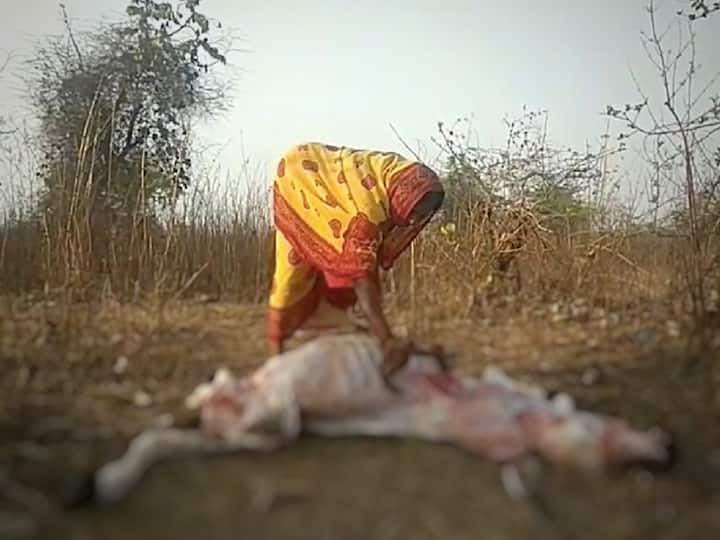 Dalit history month: Why the cattle-skinners of Bundelkhand are giving up their caste profession