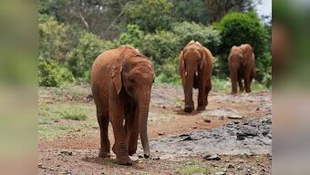 Four elephants die after being hit by train in Odisha; activists say Indian Railways must take steps to control locomotive speeds