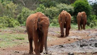Traders are still selling illegal ivory openly across Europe, says report
