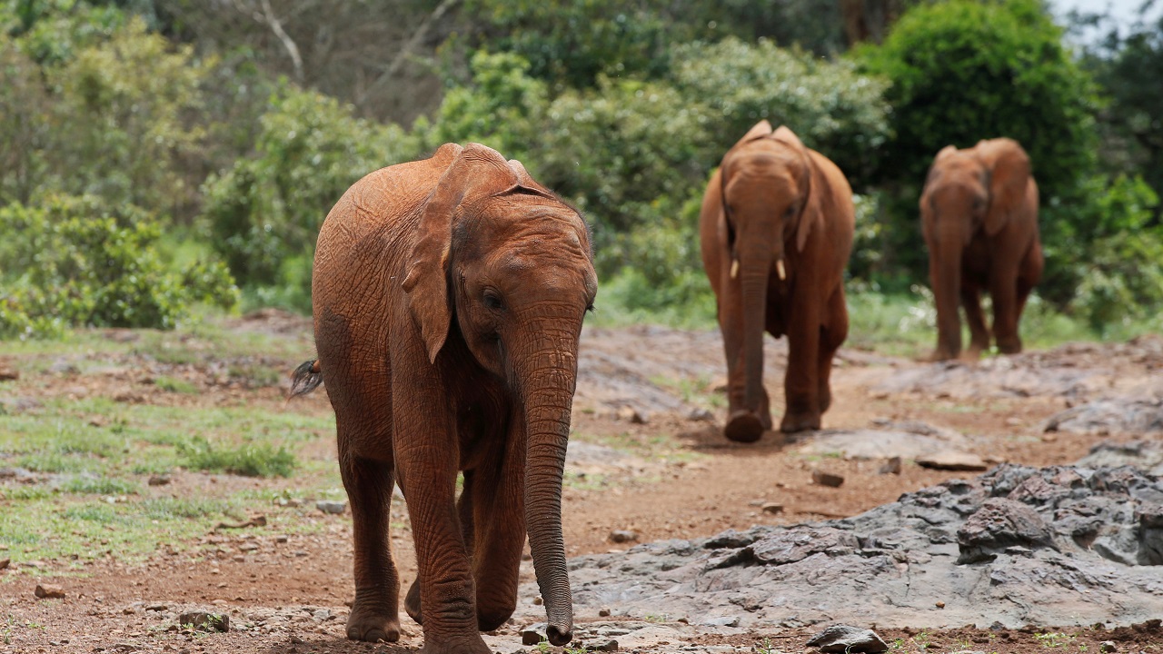 Traders are still selling illegal ivory openly across Europe, says report Traders are still selling illegal ivory openly across Europe, says report