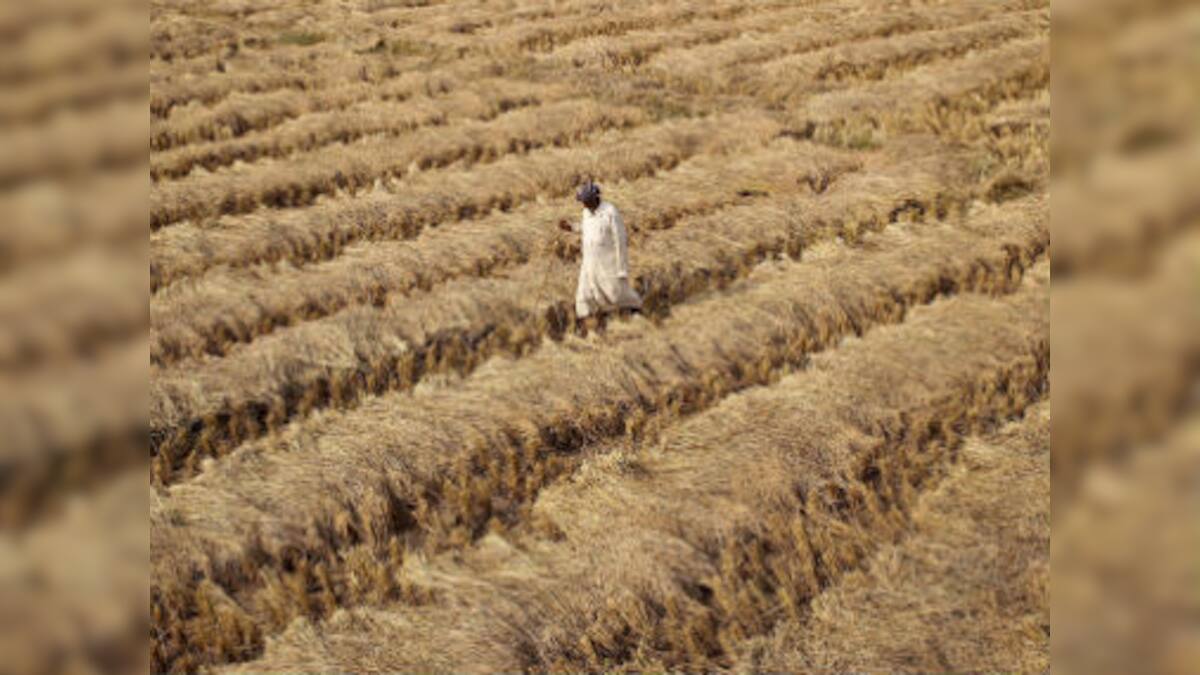 Rains lash parts of Haryana and Punjab, worry farmers as wheat crop ...