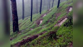 Forest officials, smugglers in Uttarakhand's Champawat illegally sold precious trees in last 6 years, reveals report