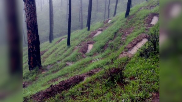 Forest officials, smugglers in Uttarakhand's Champawat illegally sold precious trees in last 6 years, reveals report