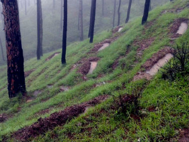 Forest Survey of India report claims rise in 'forest cover', experts call govt's definition used for measurement flawed Forest Survey of India report claims rise in 'forest cover', experts call govt's definition used for measurement flawed