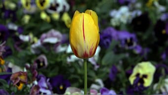 Kashmir's tulips bloom