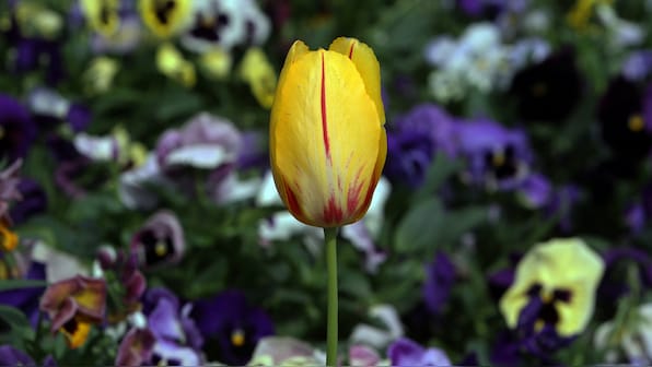 Kashmir's tulips bloom