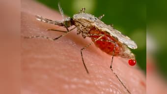 Study confirms drastic shift in malaria occurrence in India as number of severe cases rise