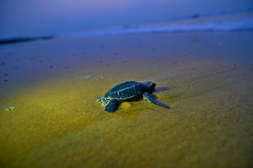 A turtle moves towards the sea