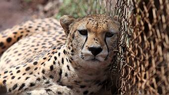 African cheetah to be re-introduced in India after it was declared extinct 68 years ago