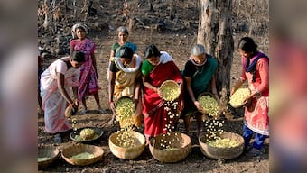 In Telangana's interiors, the mahua tree remains sacred, even as demand for its flowers decreases
