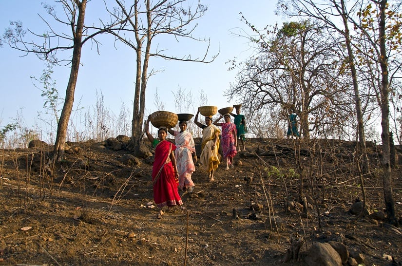 mahua2
